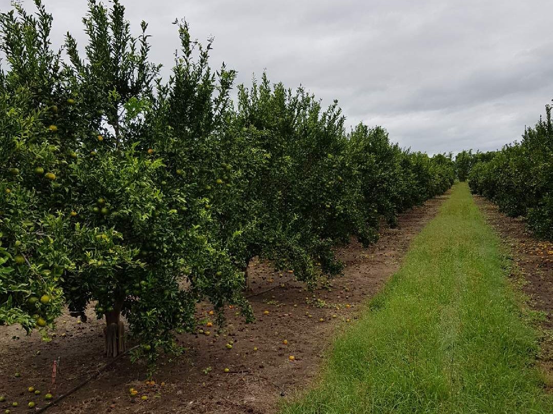 citrus orchard