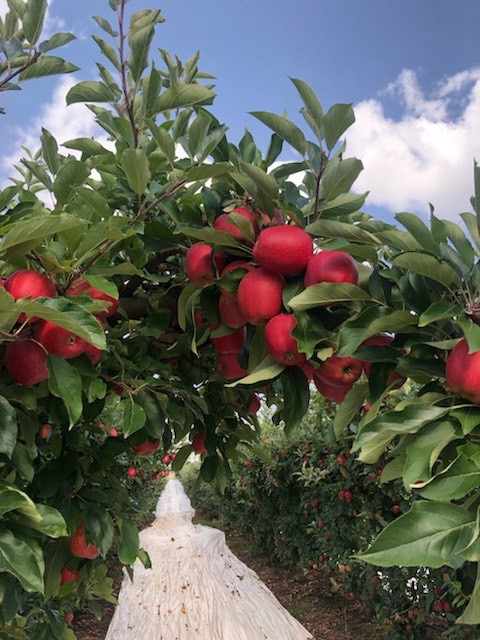 Cherries, What's in Season: December Picks | Red Rich Fruits