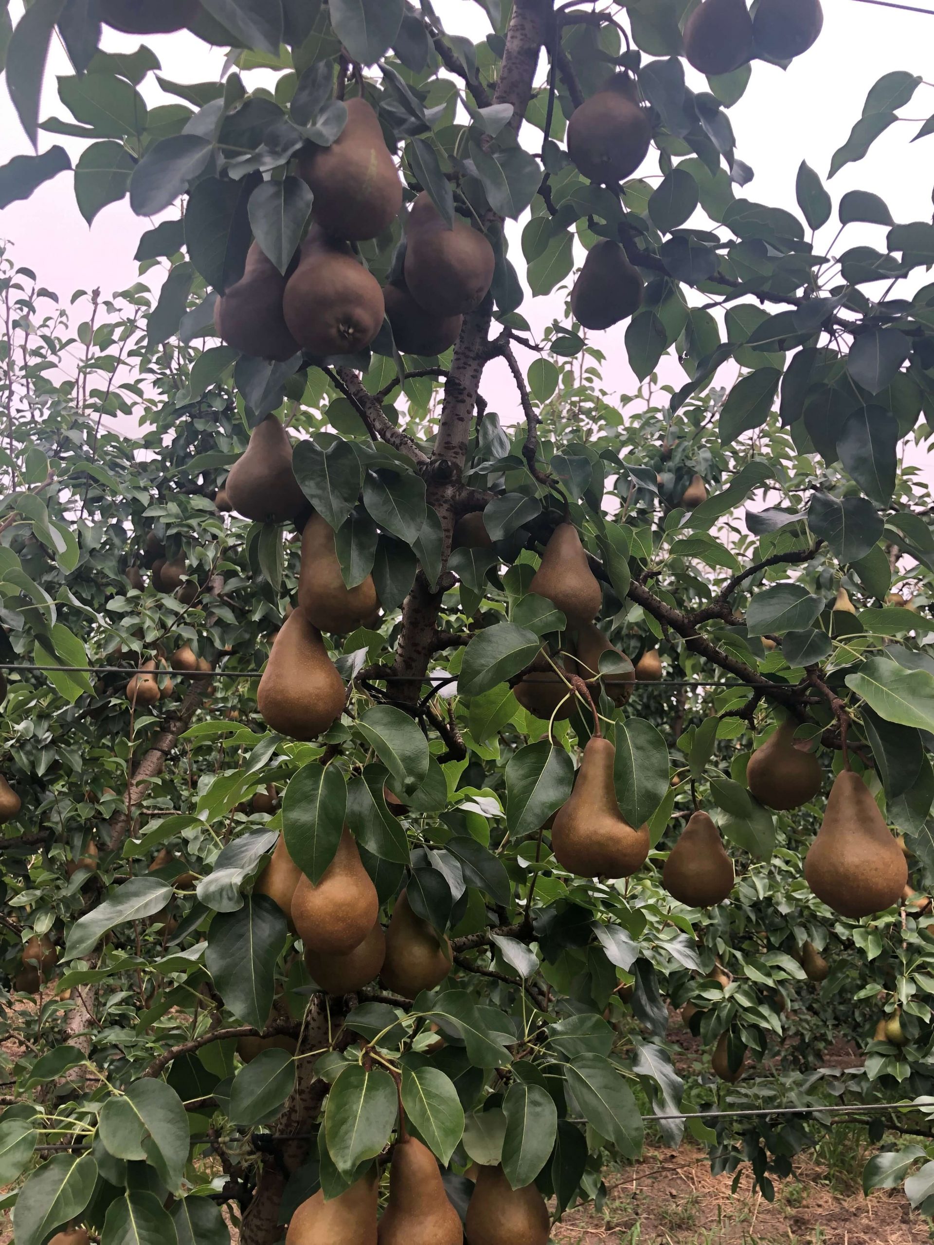Beurré Bosc Pears